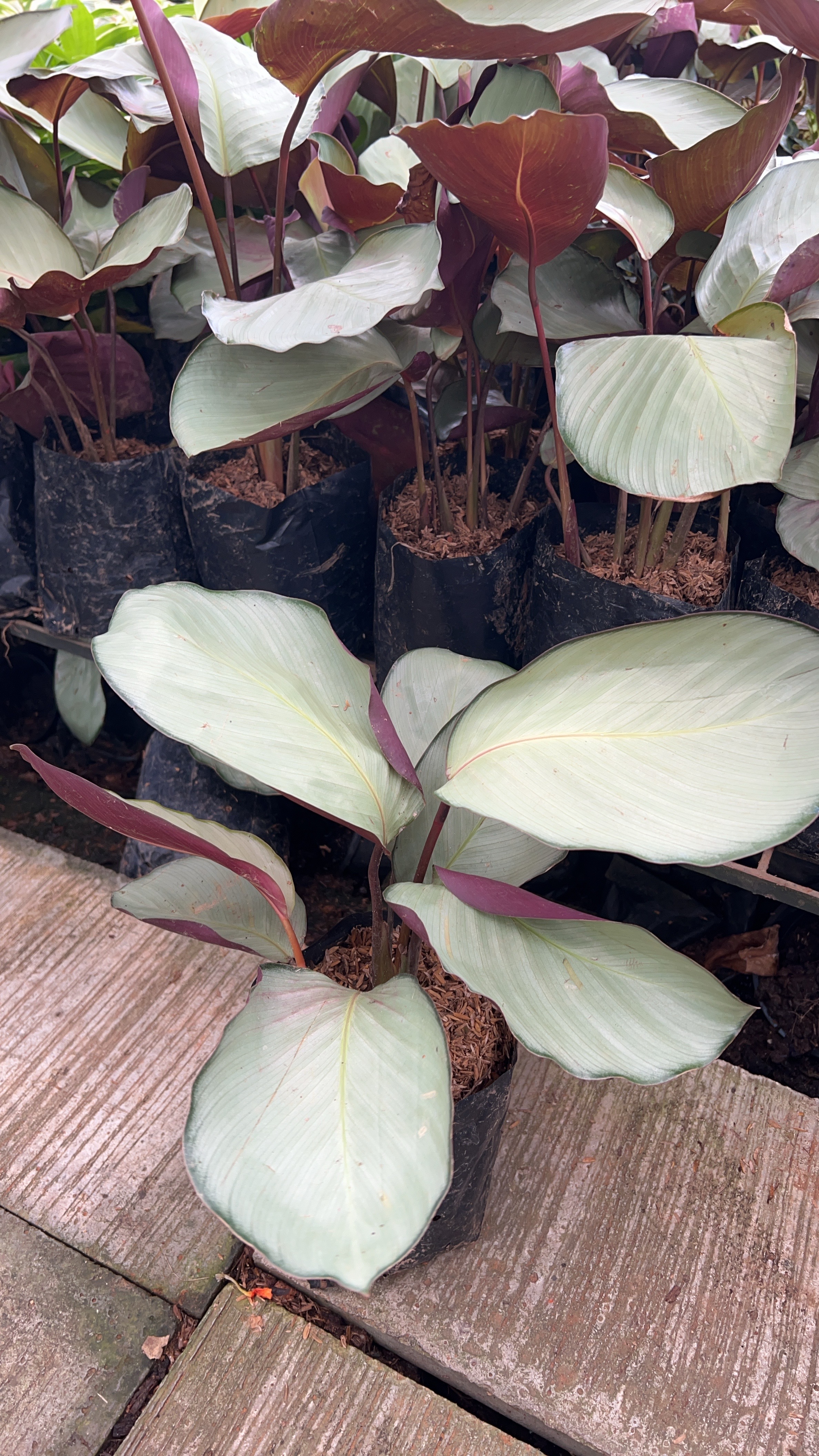 คล้าใบละพัน Calathea Petersen