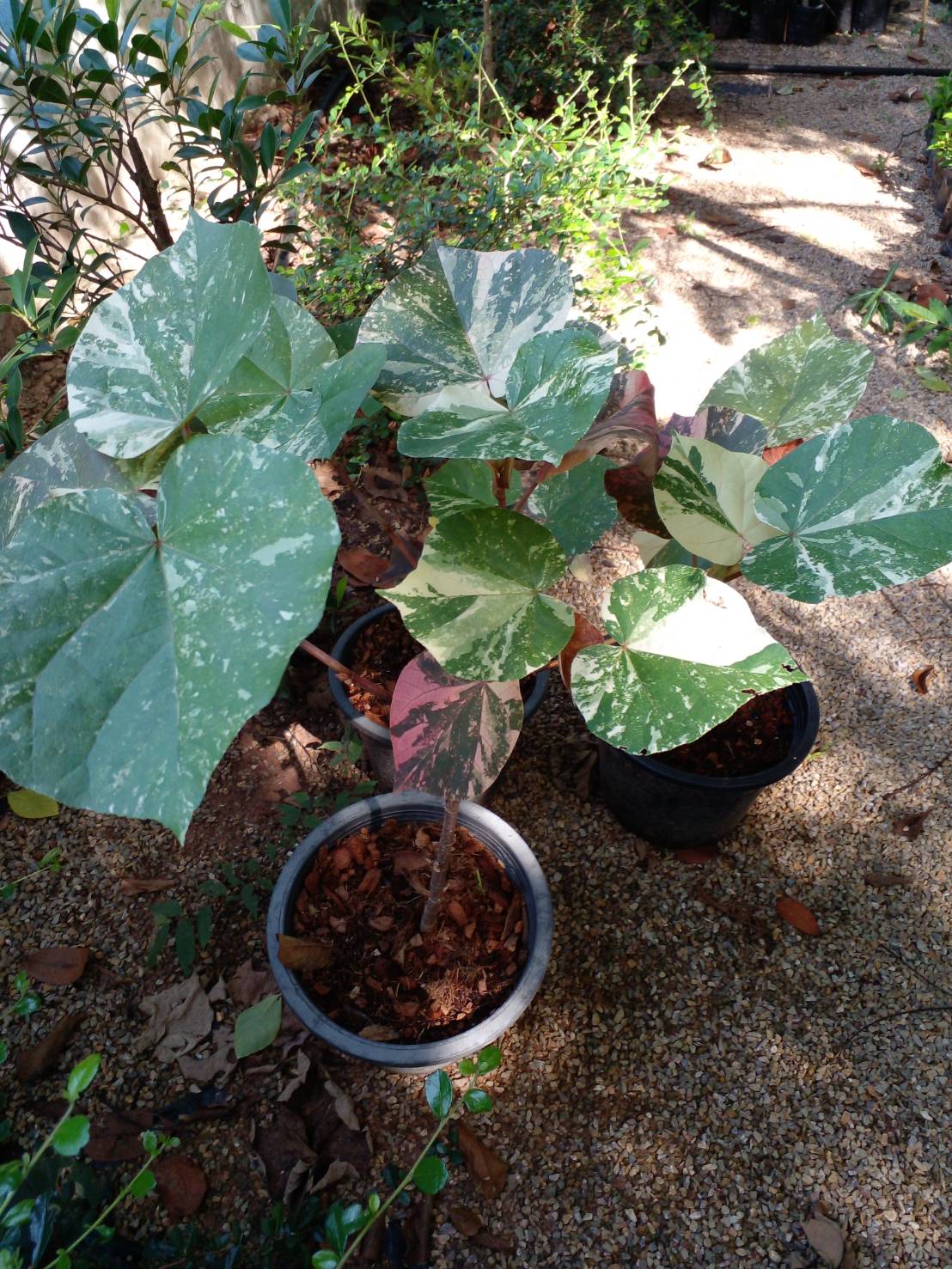 ต้นโพธิ์เจ็ดสี Bodhi Tree ไม้มงคล ไม้ด่าง ไม้ประดับ