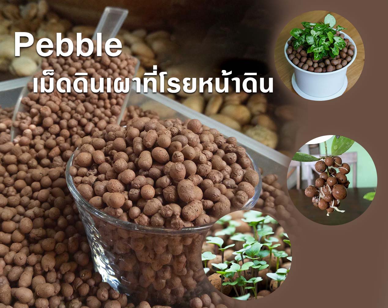 Pebble เม็ดดินเผา ที่โรยหน้าดิน