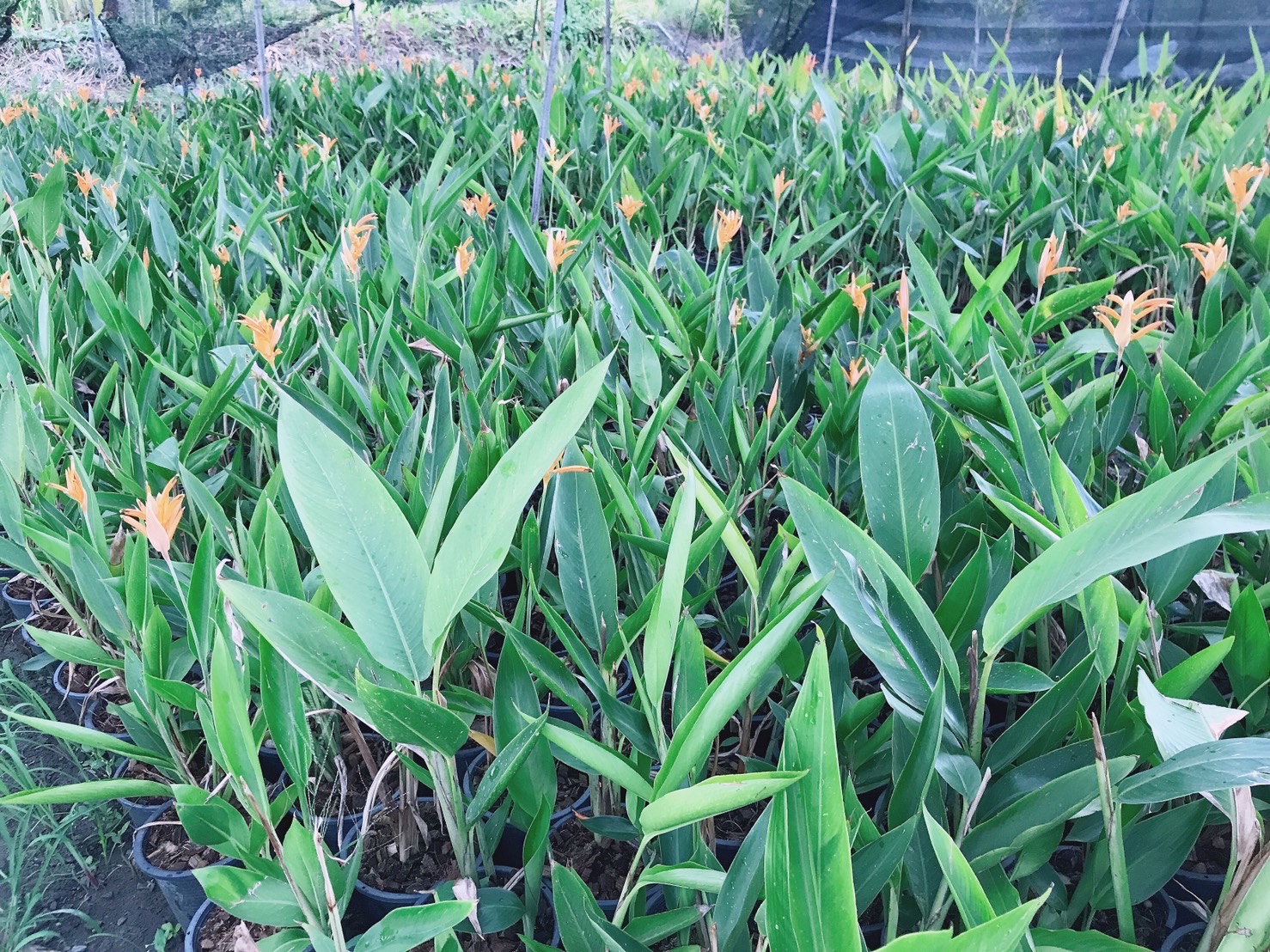 ต้นเบิร์ด เฮลิโคเนีย ต้นปักษาสวรรค์ Heliconia ธรรมรักษา ดอกสีส้ม