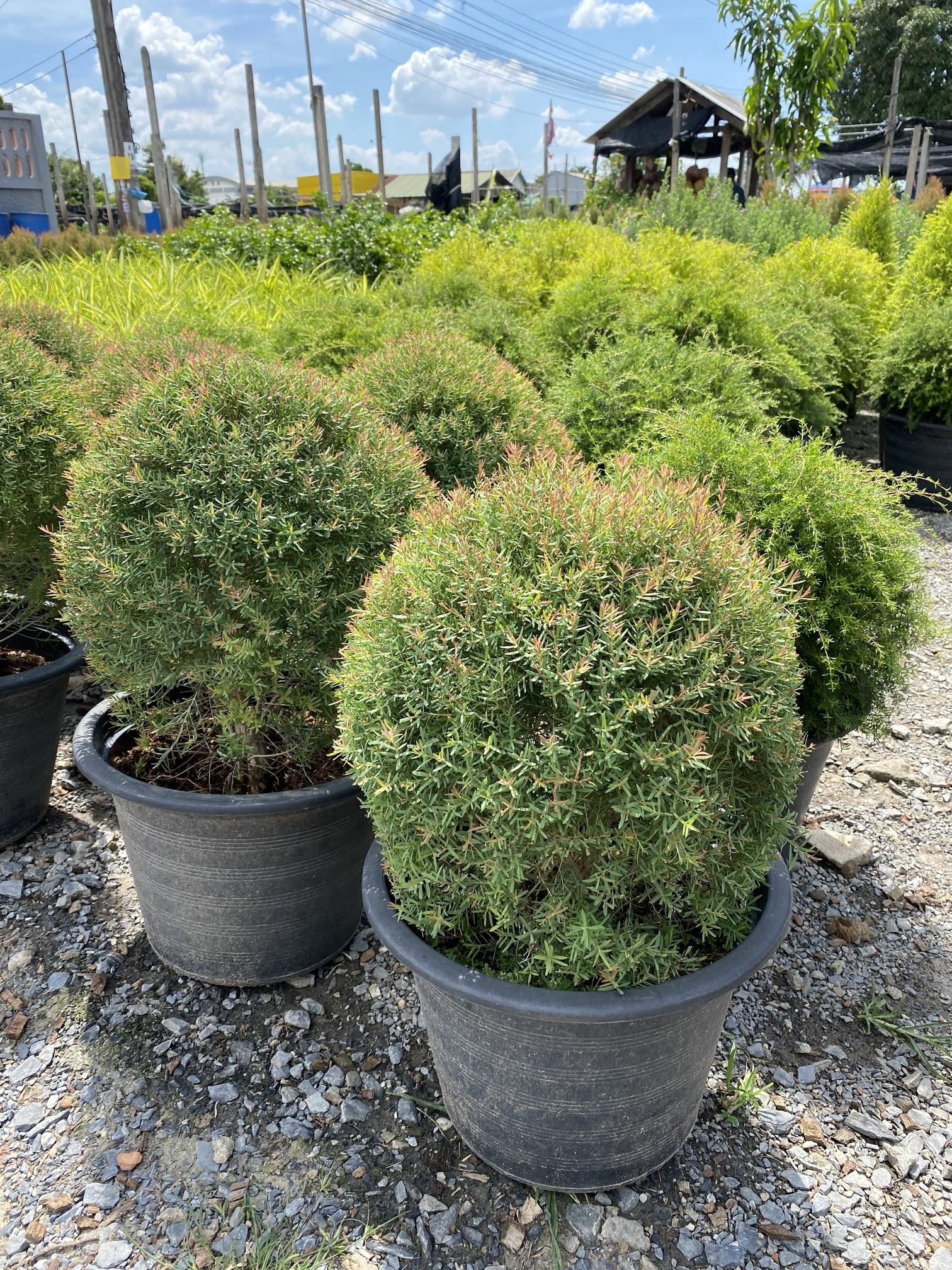 สนหอม ทรงกลม ELLWOOD'S GOLD