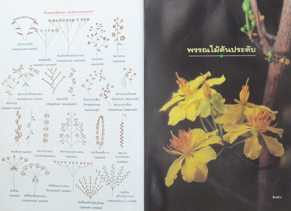 ไม้ต้นประดับ (เล่ม 1) (ขายตามสภาพ)