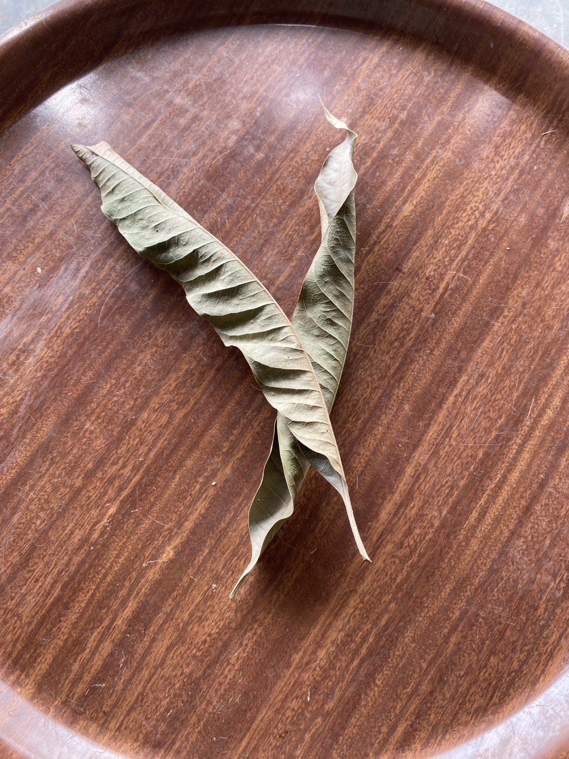 ใบมะม่วงแห้ง อาหารสำหรับ isopod จำนวน 40 ใบ