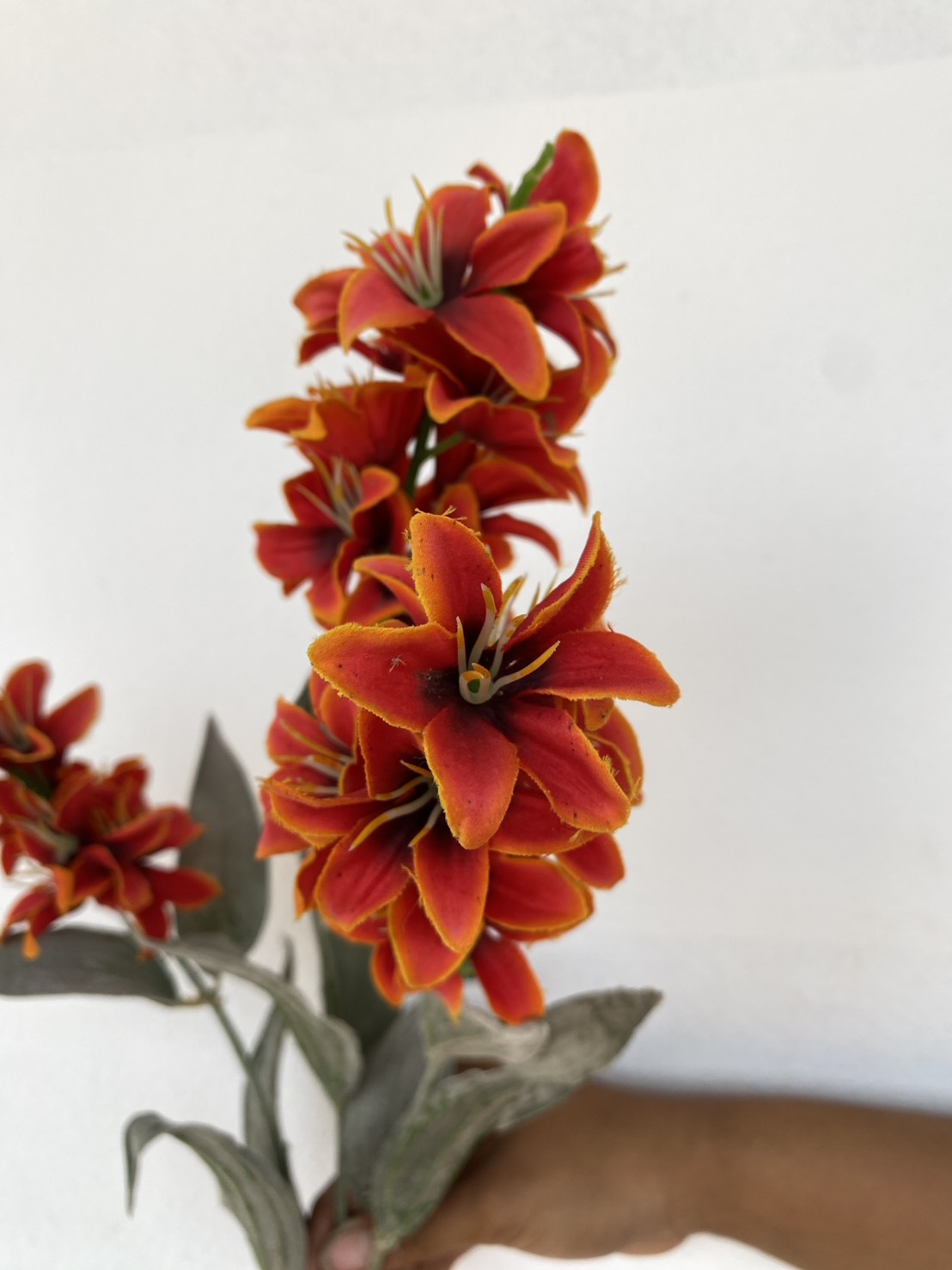 ดอกลิลลี่ สีส้ม Lilium bulbiferum