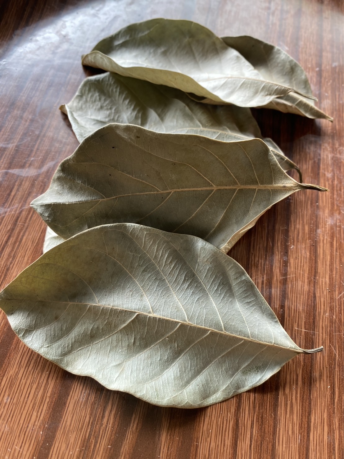 ใบขนุนแห้ง Artocarpus heterophyllus Lam. ออแกนิค อาหาร Isopod