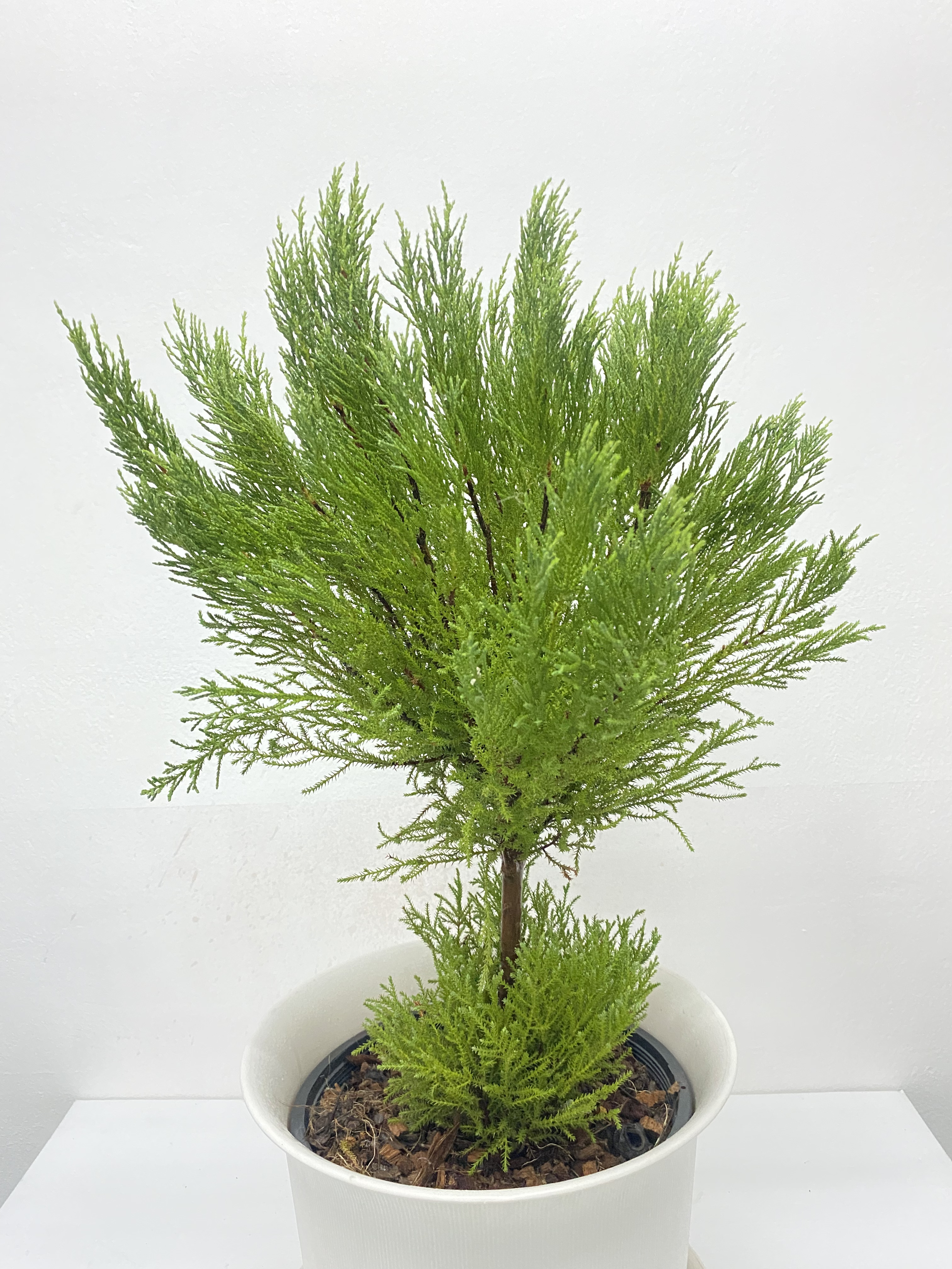สนเลม่อน LEMON CYPRESS Collection