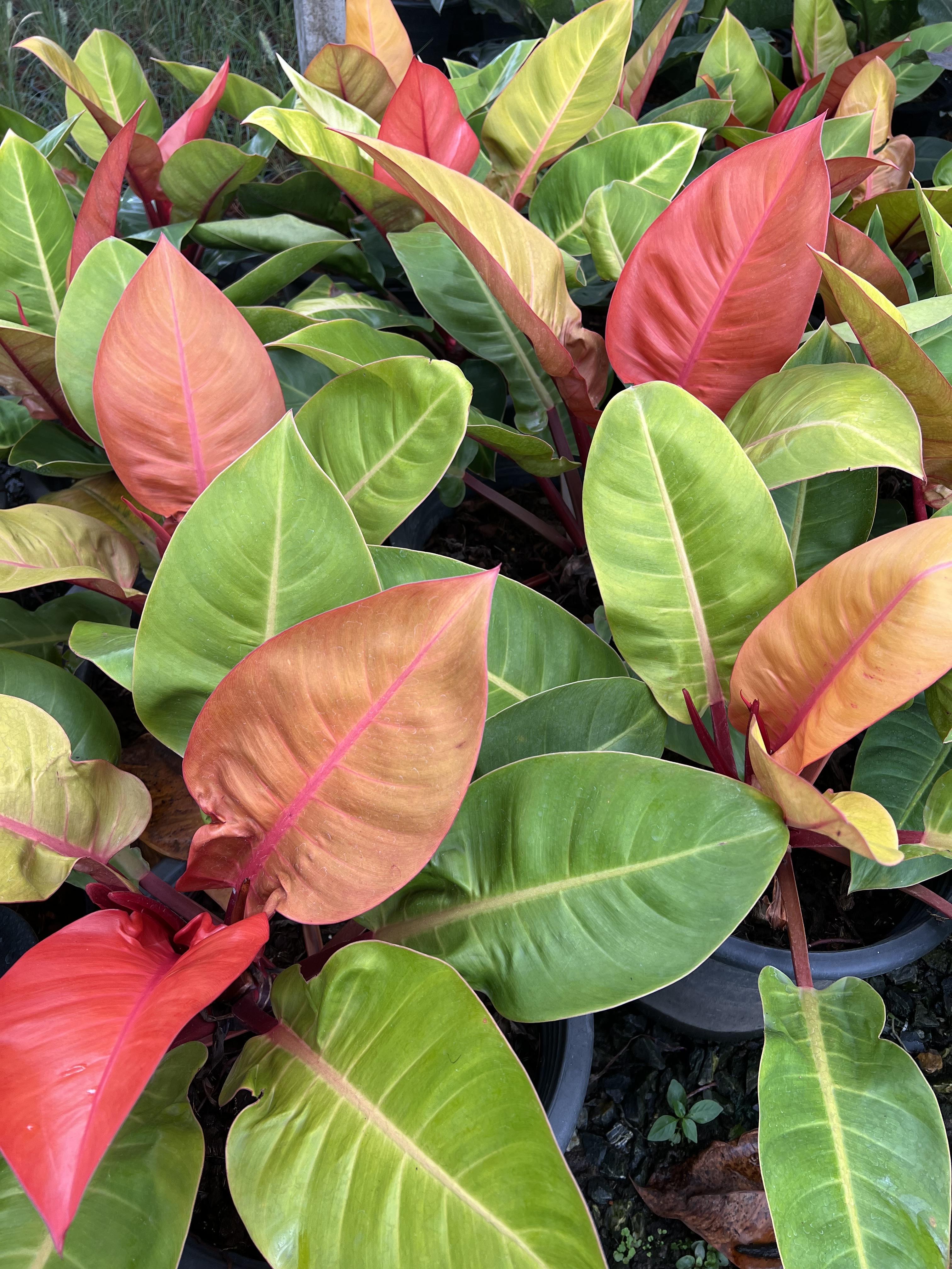 กุมารแดง กระถาง 8 นิ้ว philodendron cherry red