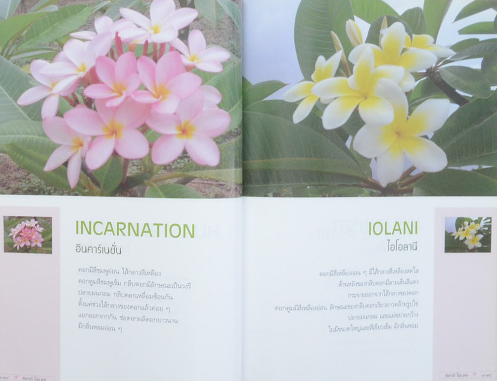 ลีลาวดี ไม้มงคล: ตำนานไม้ดอกที่เคยถูกลืม (ขายตามสภาพ)