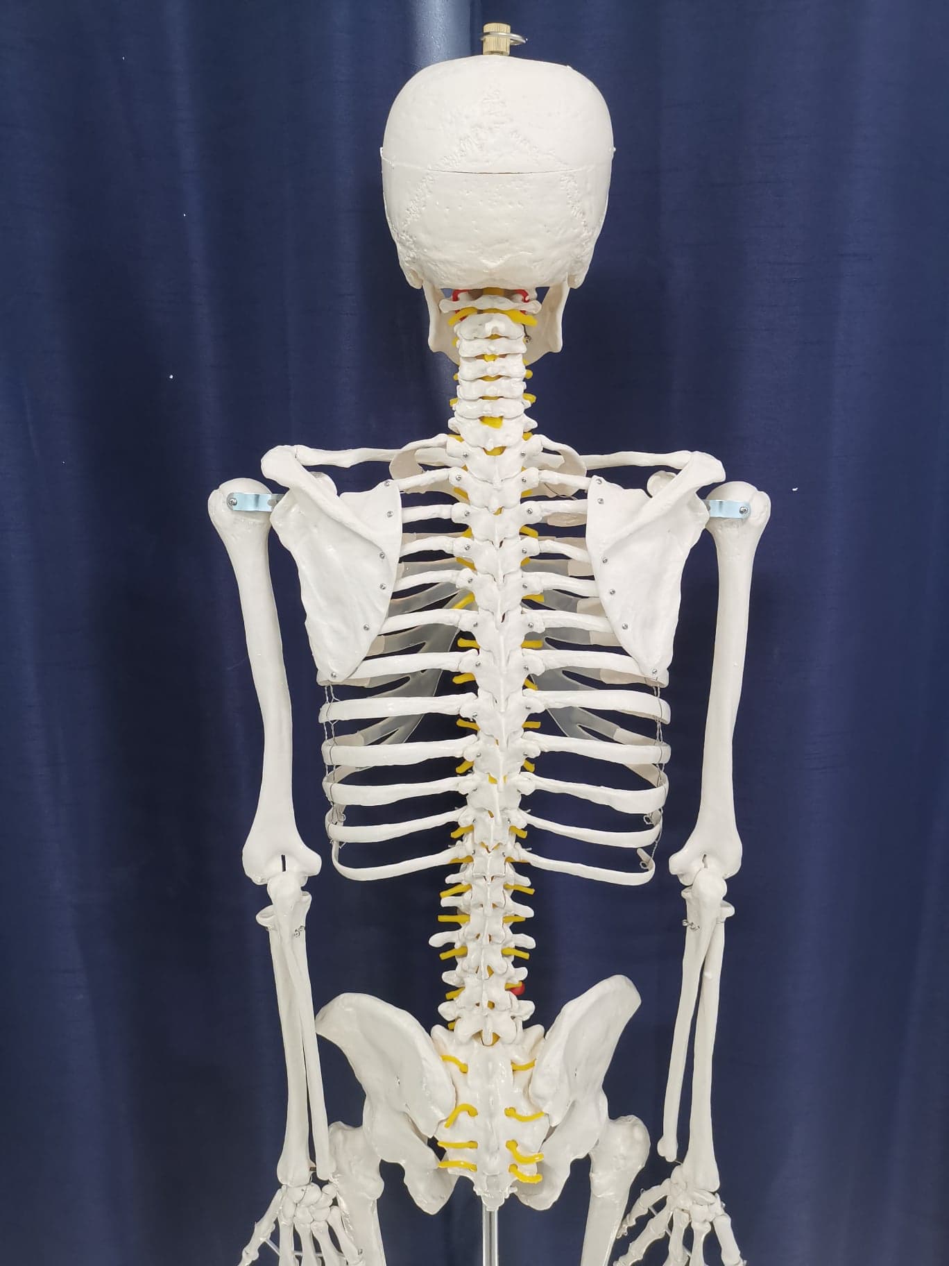 โมเดลโครงกระดูกมนุษย์ ขนาดเท่าของจริง แบบกระดูกอ่อนใส (รุ่น PVC แข็งแรงพิเศษ)