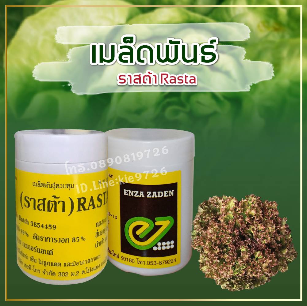 เรด คอรัล ราสต้า แบบเคลือบ 1000 เมล็ด (ENZA)
