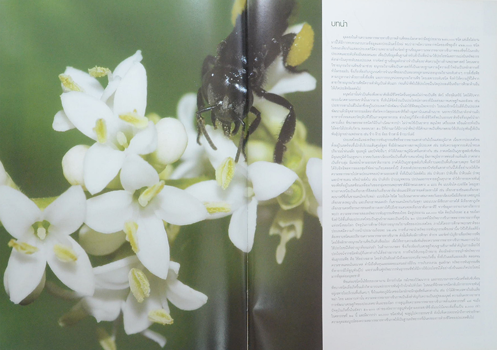 84 วงศ์พรรณไม้ เทิดไท้องค์ราชัน