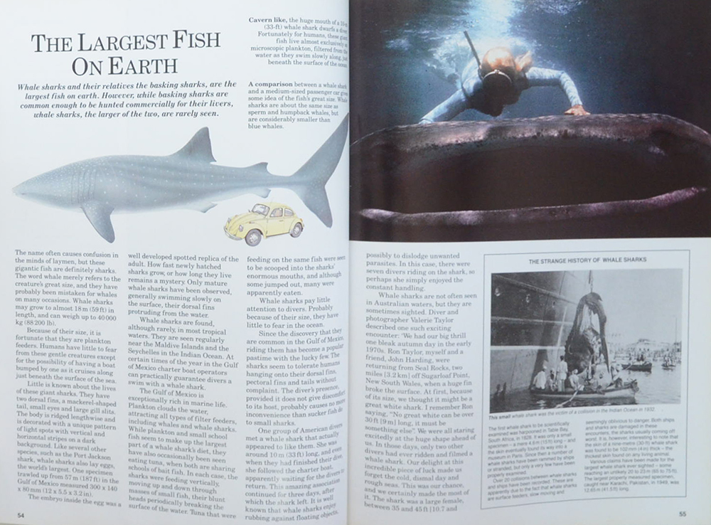 SHARKS Silent hunters of the deep