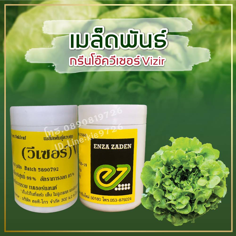 กรีนโอ๊ค วีเวอร์ แบบเคลือบ 1000 เมล็ด (ENZA)