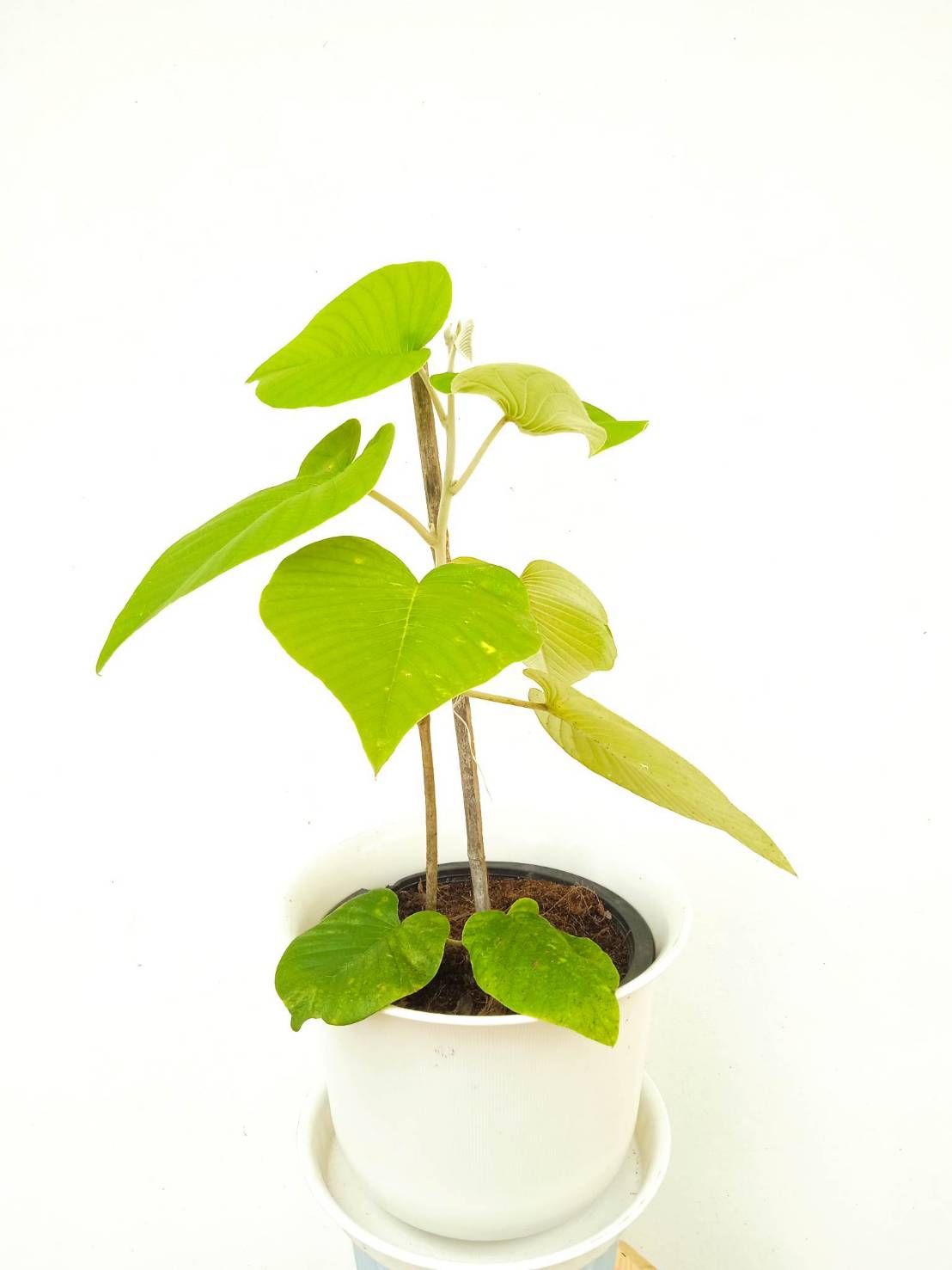 ต้นใบละบาท elephant creeper ไม้เลื้อย ไม้เถา