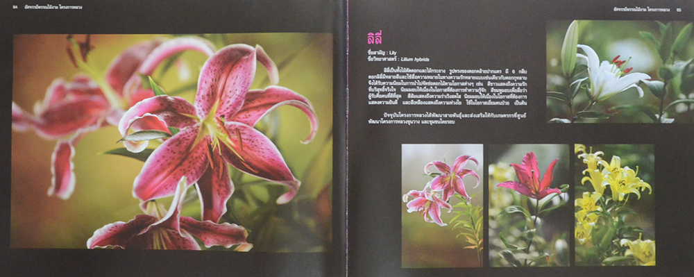 อัศจรรย์พรรณไม้งามโครงการหลวง (ขายตามสภาพ)