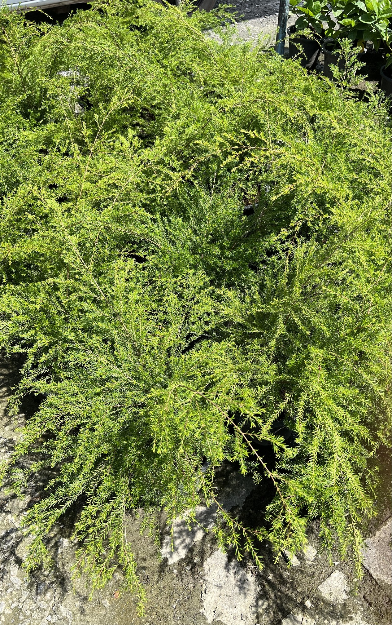 หลิวเลื้อย หลิวใบ หลิวญี่ปุ่น Ceylon Myrtle หลิวหอม