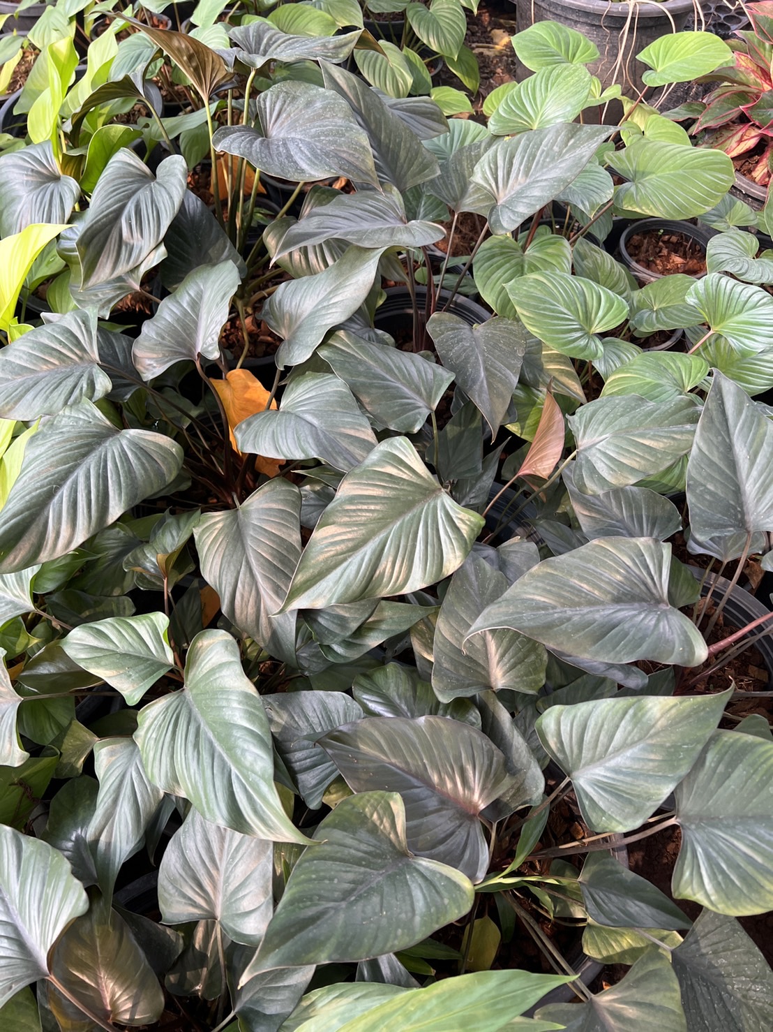 เสน่ห์จันทร์ดำ Colla aromatica Roxb