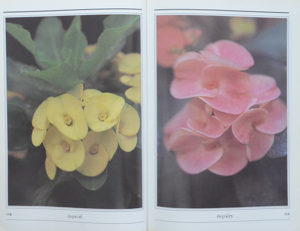 โป๊ยเซียน (ขายตามสภาพ)