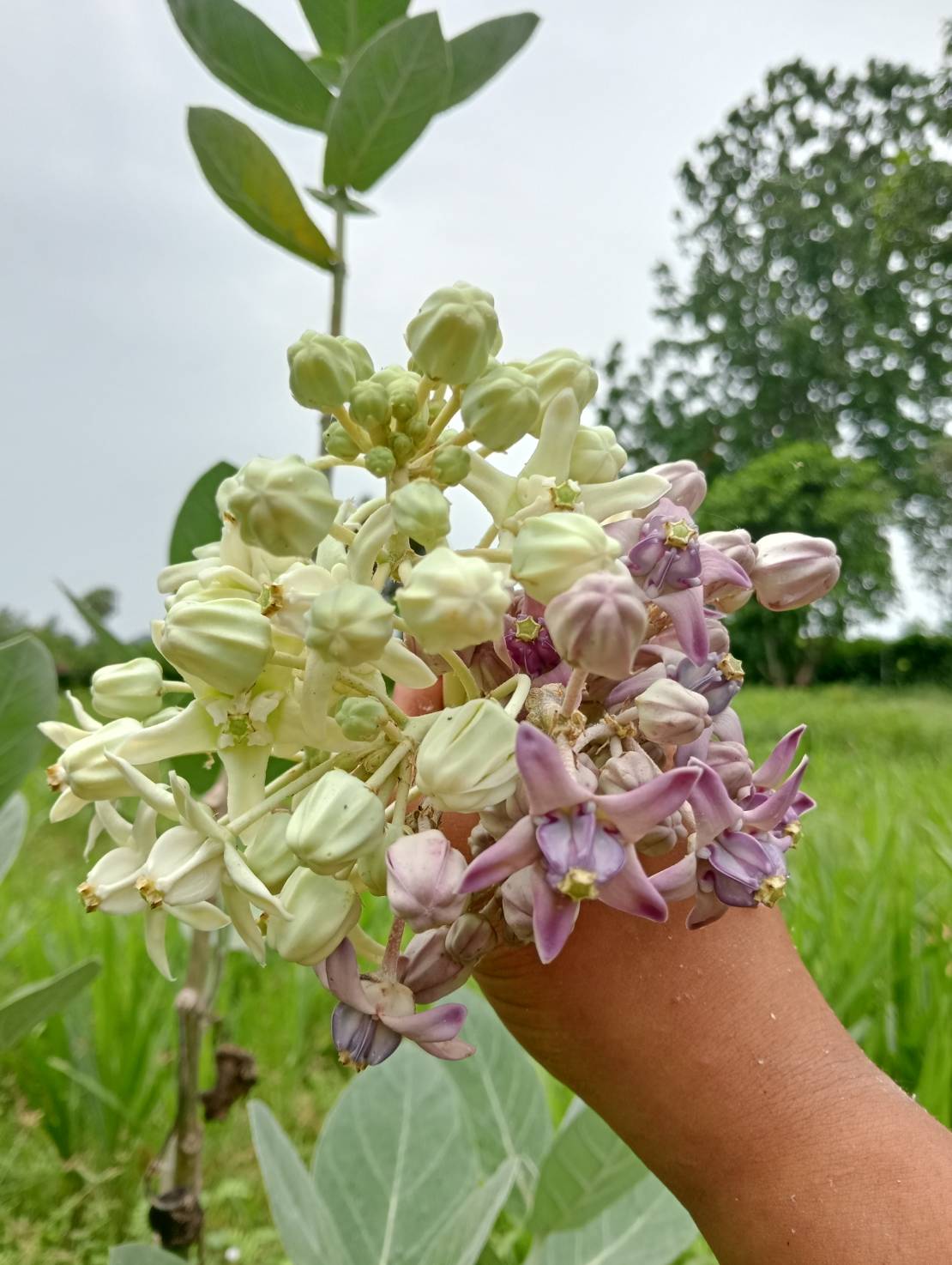 กิ่งพันธุ์ดอกรัก Crown flower สีม่วง,สีขาว
