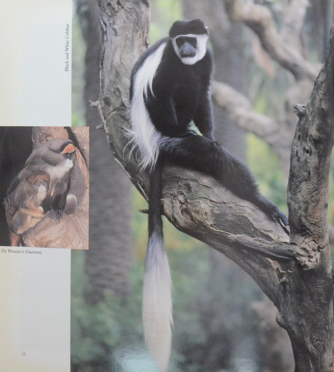 THE ROYAL MELBOURNE ZOOLOGICAL GARDENS