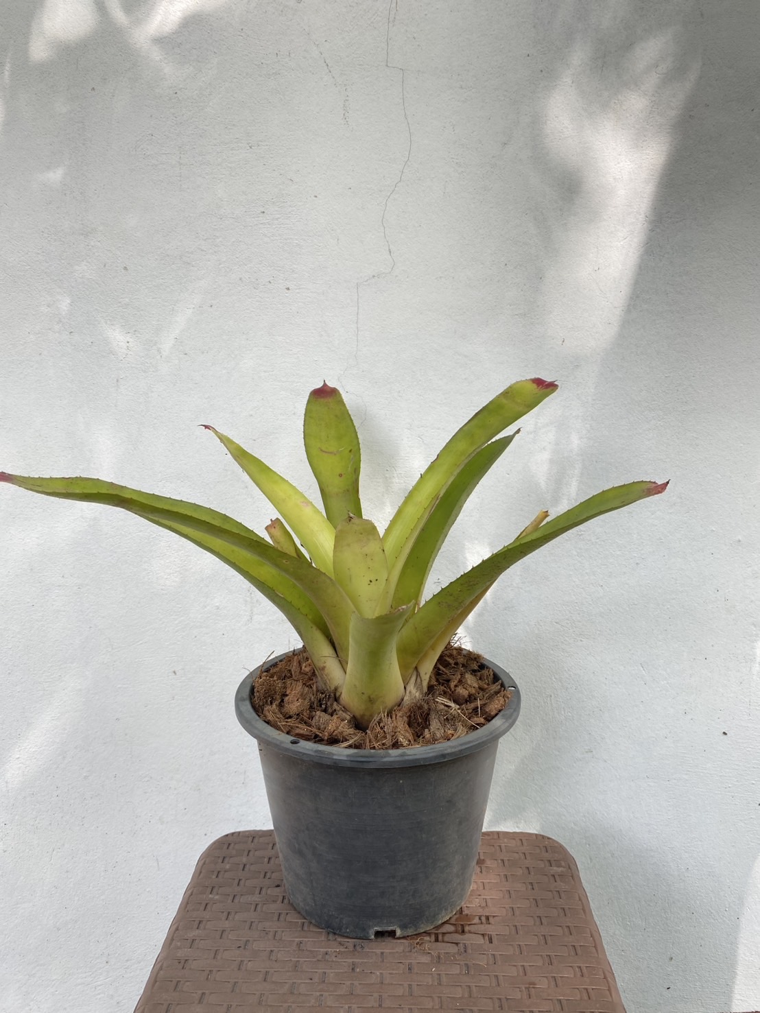 ต้นสับปะรดสี bromeliad Neo sun king
