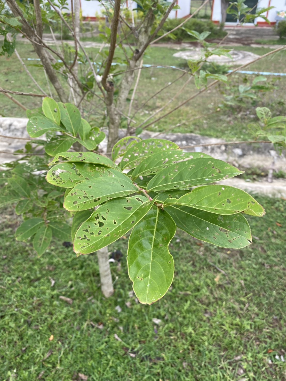 ต้นม่วงส่าหรี Lagerstroemia hybrid