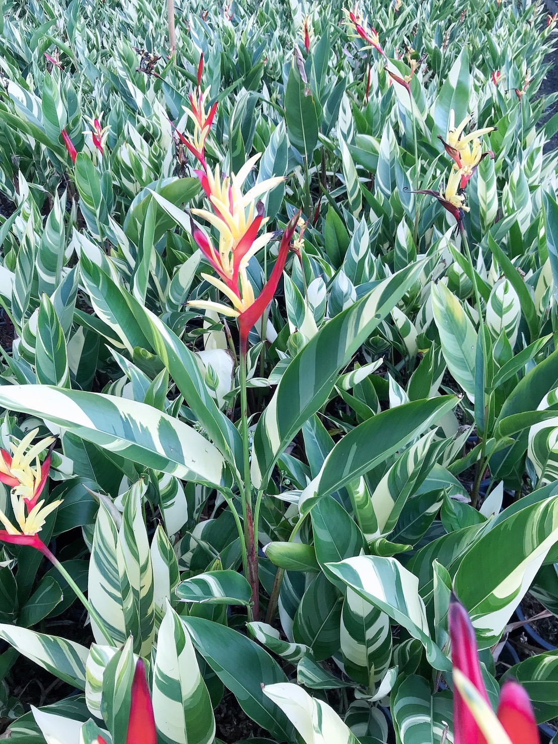 เบิร์ดด่าง เฮลิโคเนียด่าง ต้นปักษาสวรรค์ด่าง Heliconia ธรรมรักษาด่าง ดอกสีแดง