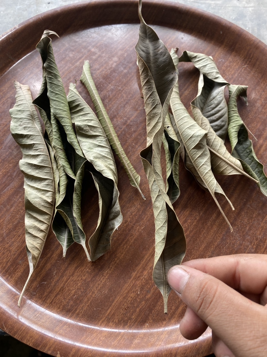 ใบมะม่วงแห้ง อาหารสำหรับ isopod จำนวน 40 ใบ