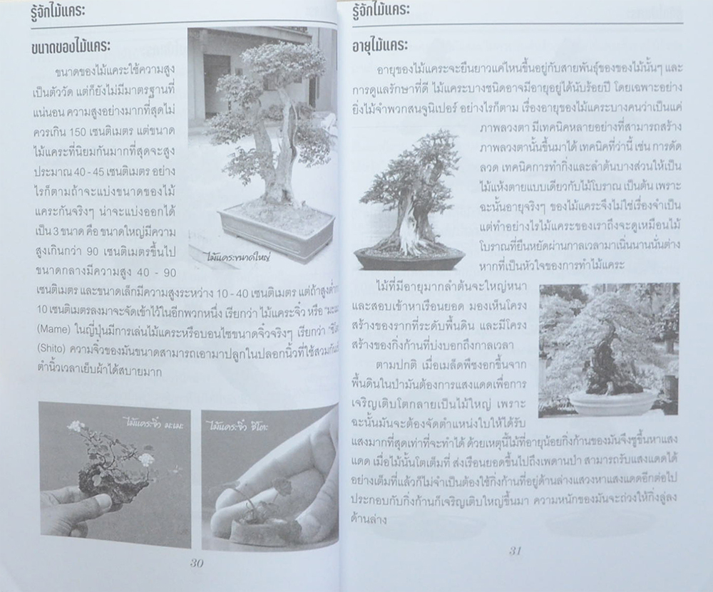 ศิลปะการทำไม้แคระ