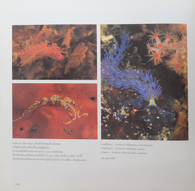 อันดามันและอ่าวไทย (ขายตามสภาพ)