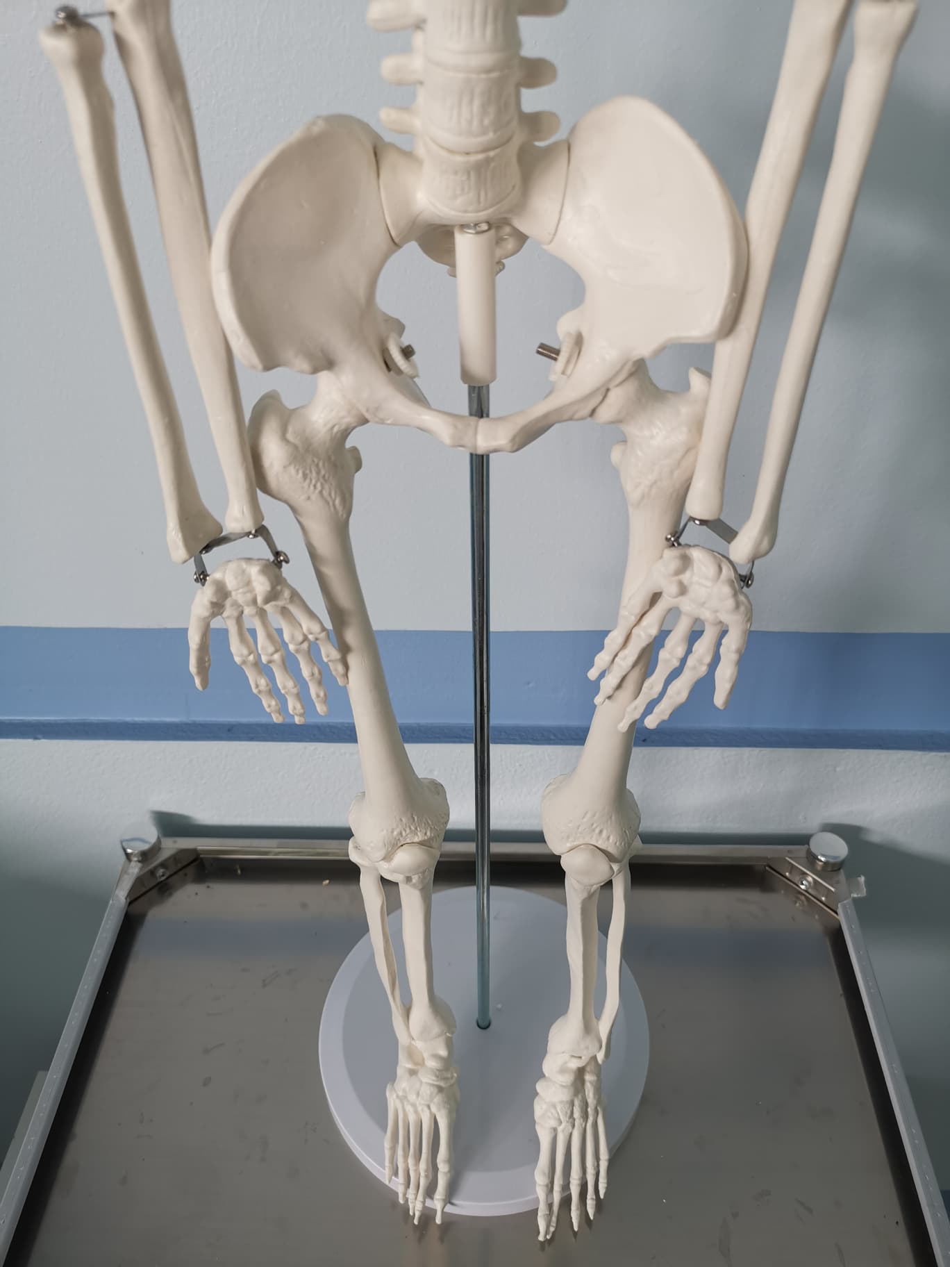 โมเดลโครงกระดูกมนุษย์ ขนาด 85 ซ.ม.