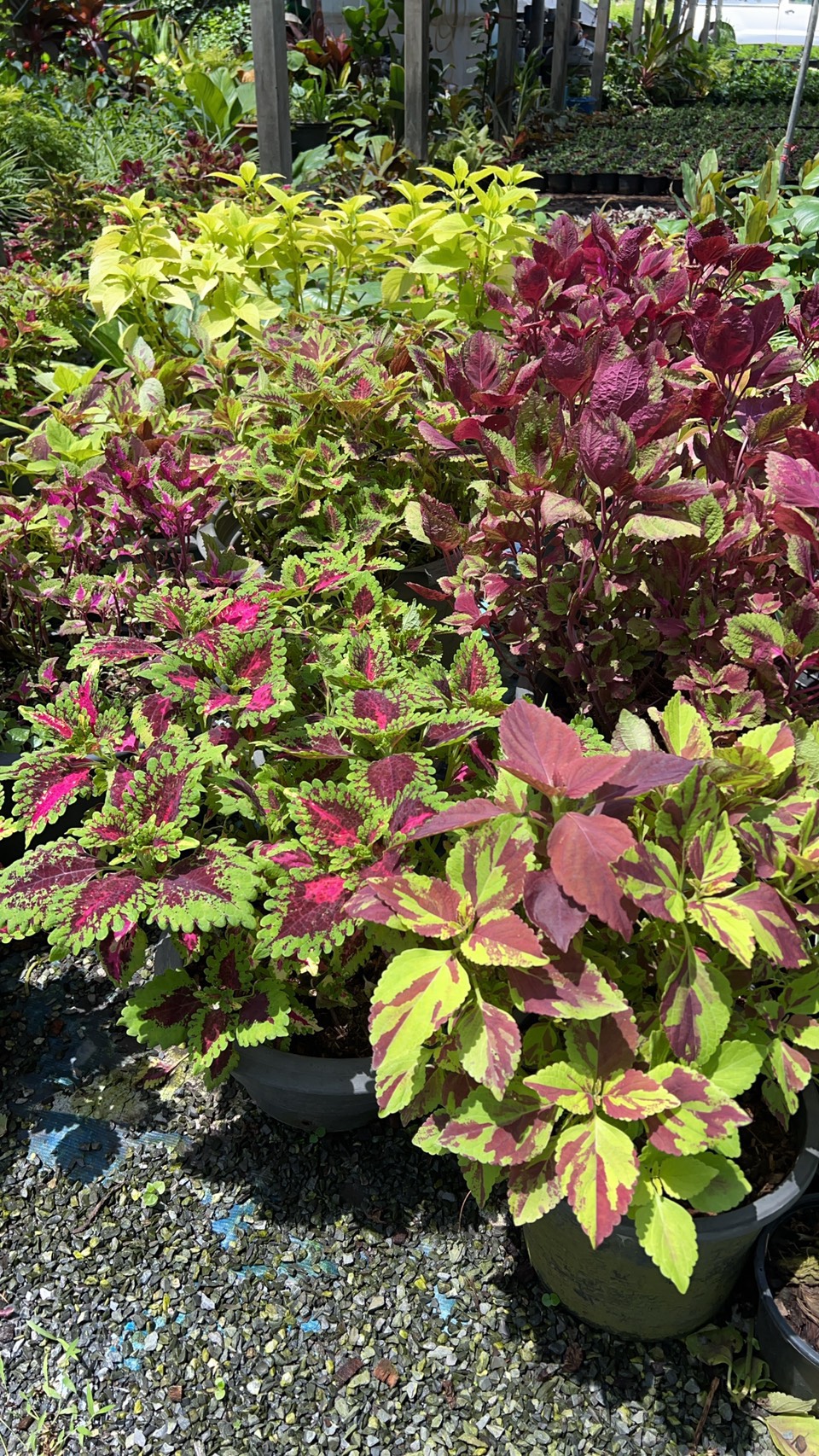 ฤาษีผสม Coleus ไม้พุ่ม