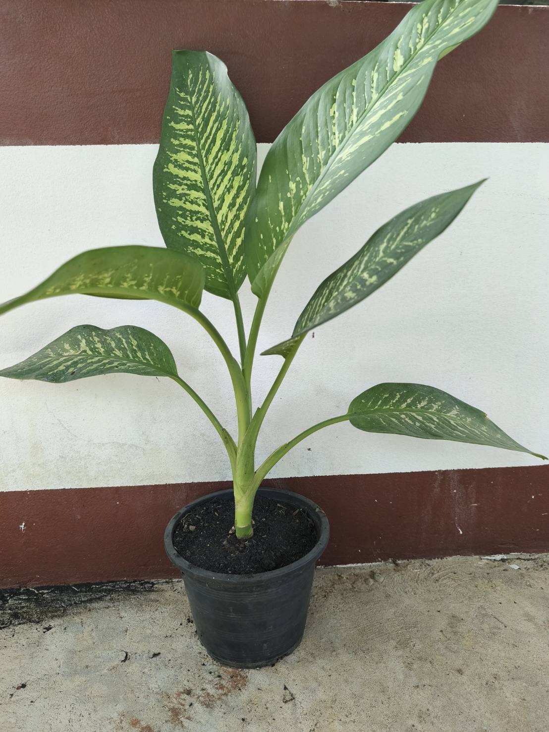 ต้นสาวน้อยประแป้ง dumb cane ไม้มงคล