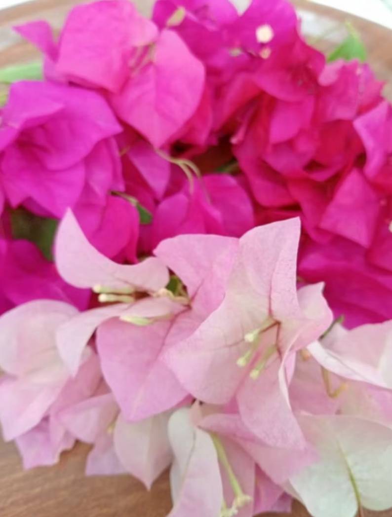 ดอกเฟื่องฟ้า Paper Flower.(สีชมพูเข้ม,สีชมพูอ่อน) เก็บสด