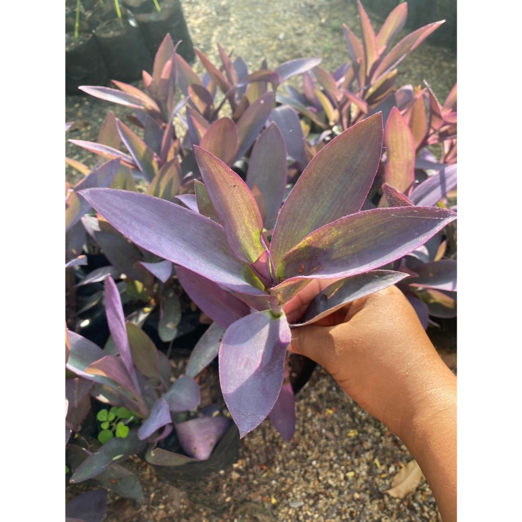 กิ่งต้นหัวใจสีม่วง หรือหัวใจราหู Purple Hear