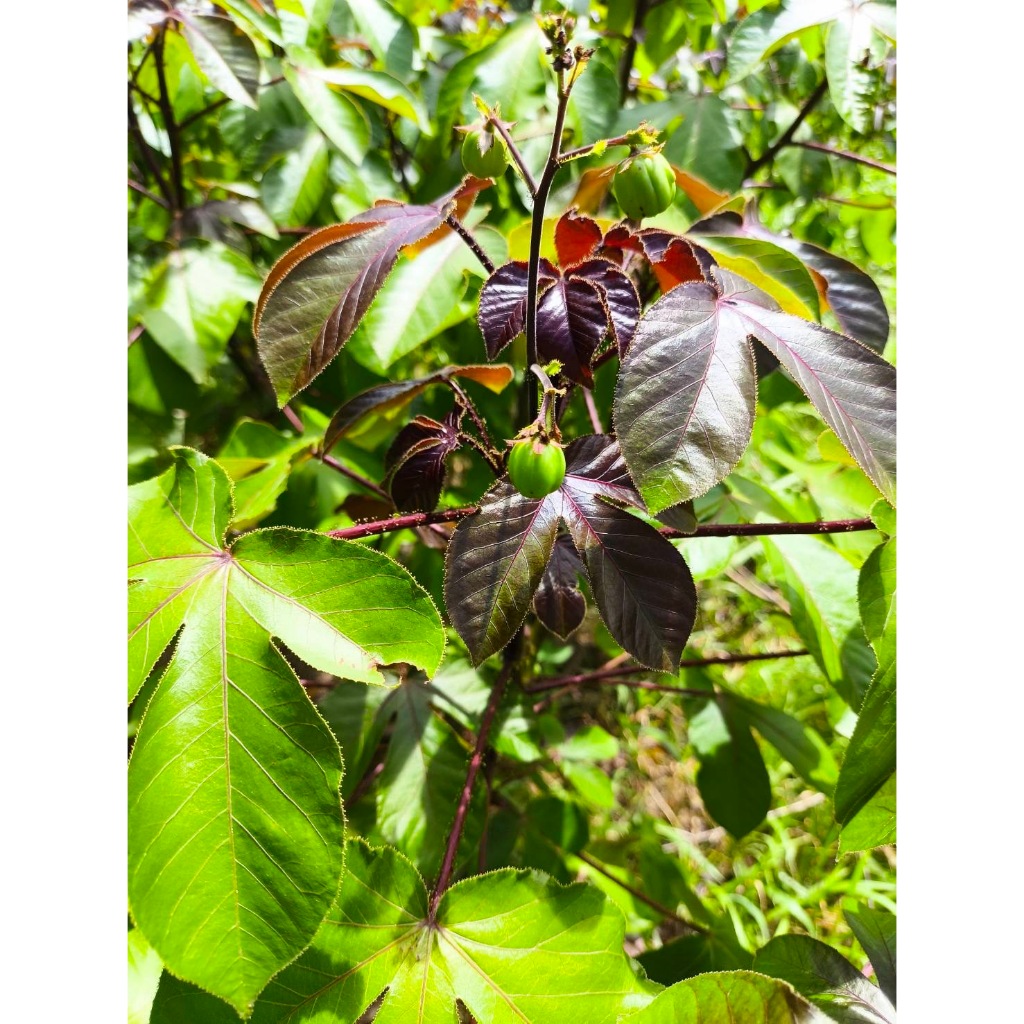 ใบสบู่แดง สด สำหรับทำยา Bellyache Bush