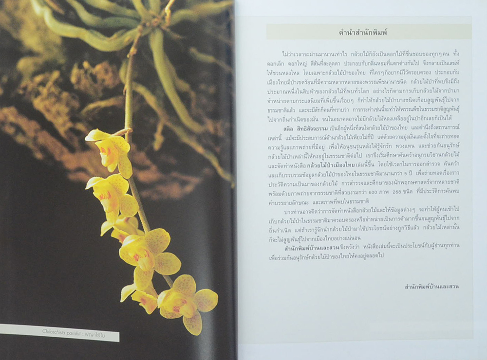 กล้วยไม้ป่าเมืองไทย