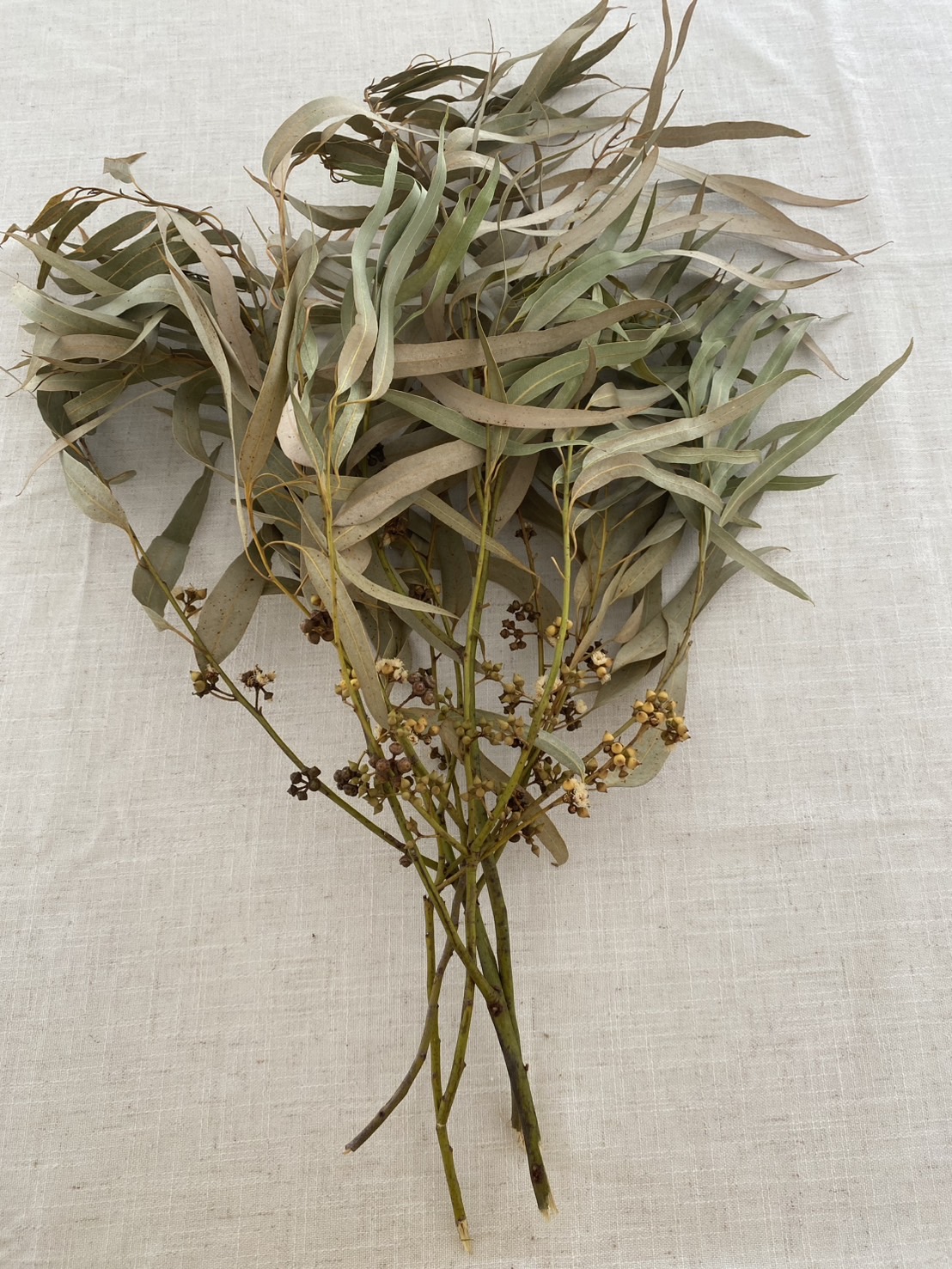 ใบยูคาลิปตัสแห้งใบยาว Eucalyptus