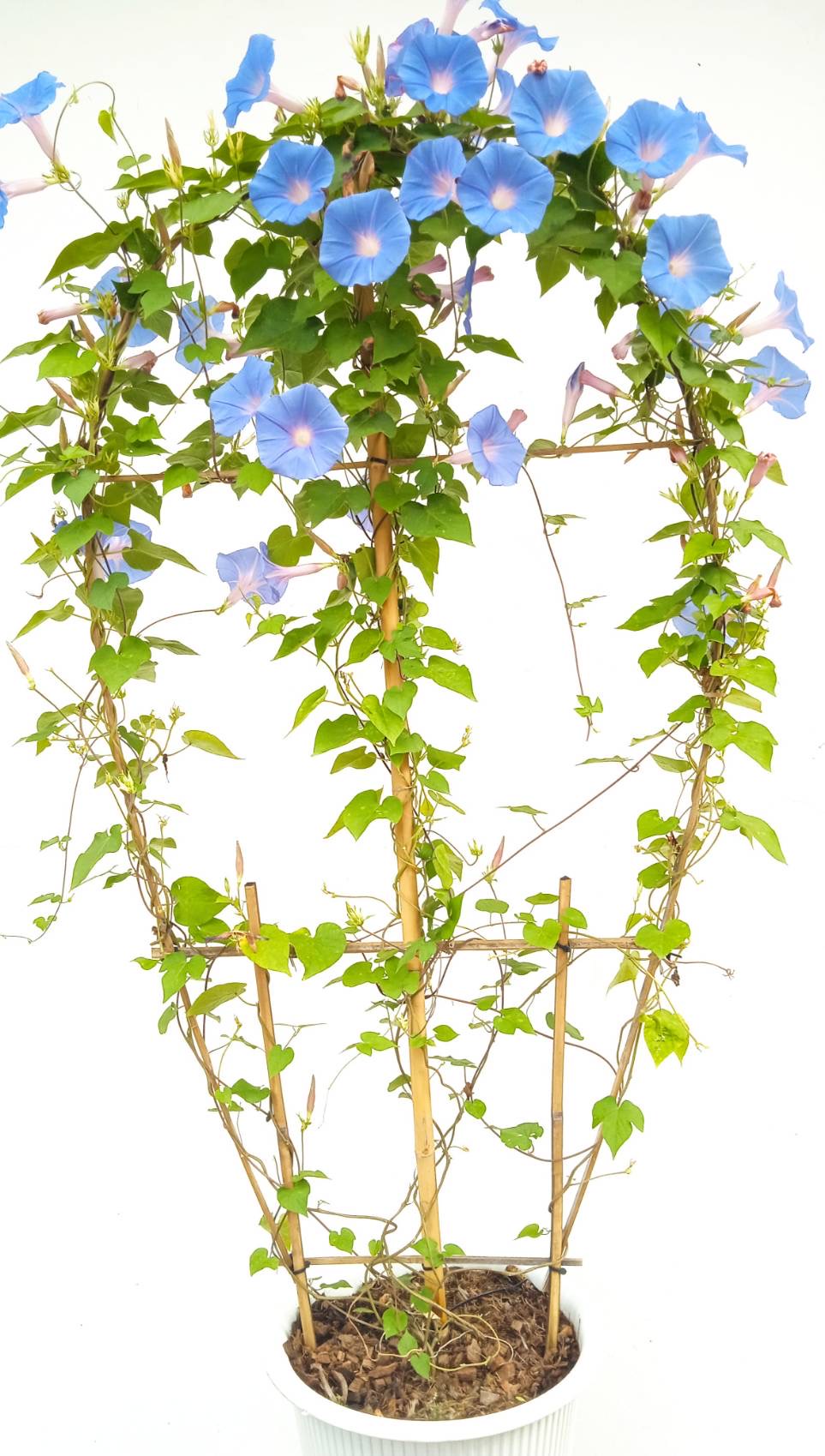 มอร์นิ่งกลอรี่ Morning Glory