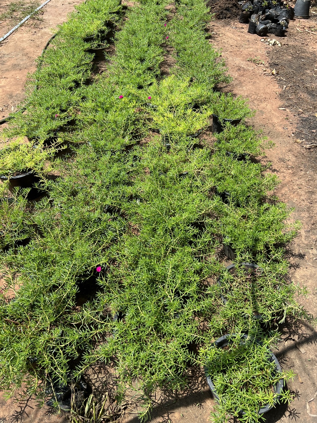 แพรเซี่ยงไฮ้ Portulaca ไม้ดอก อวบน้ำ