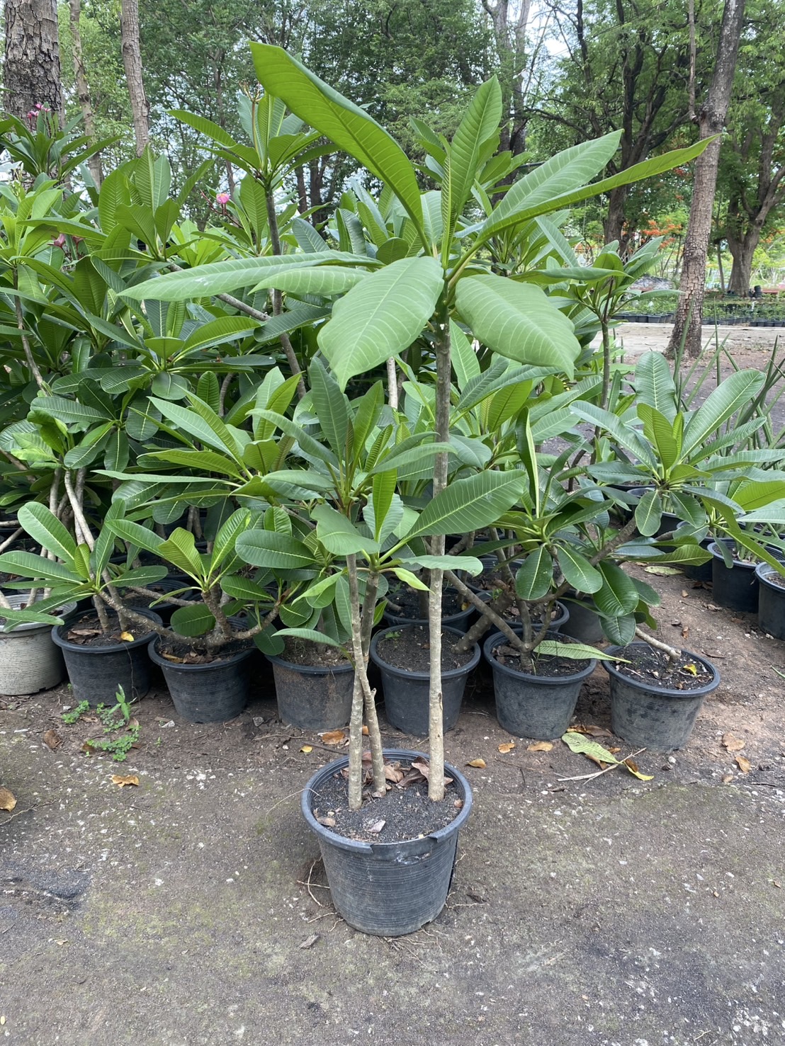 ต้นลีลาวดีชมพูเข้ม / ขาว Frangipani