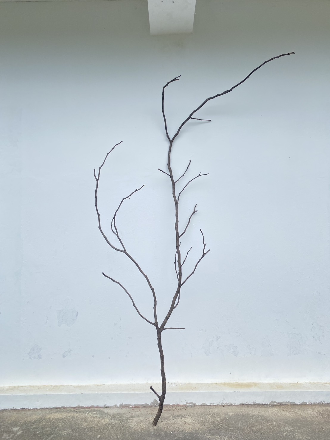 🌿 กิ่งไม้แห้งจริง Tree branch (เบอร์ 23)