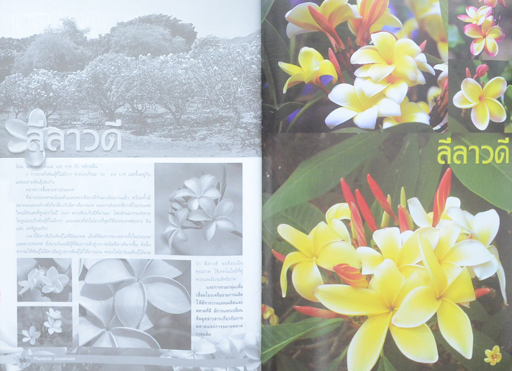 ลีลาวดี