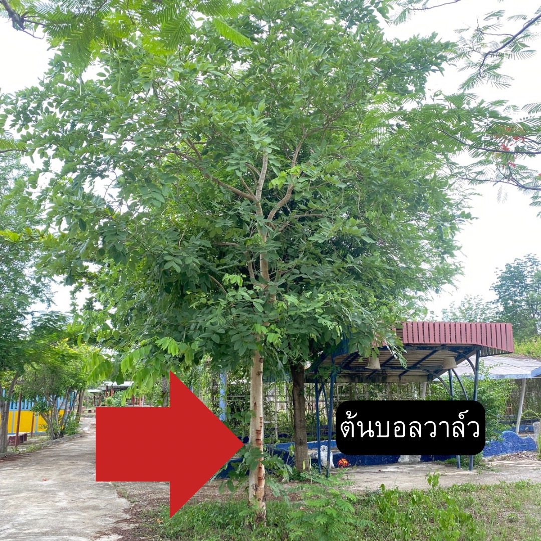 ต้นบอลวาล์ว