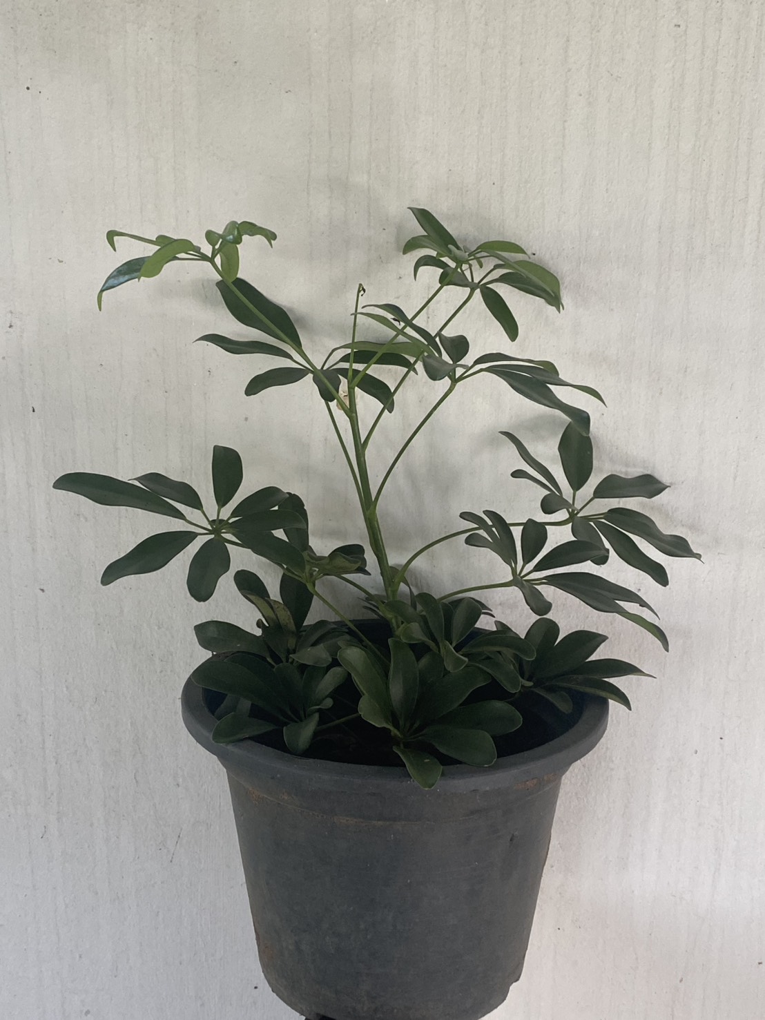 หนวดปลาหมึก Miniature umbrella