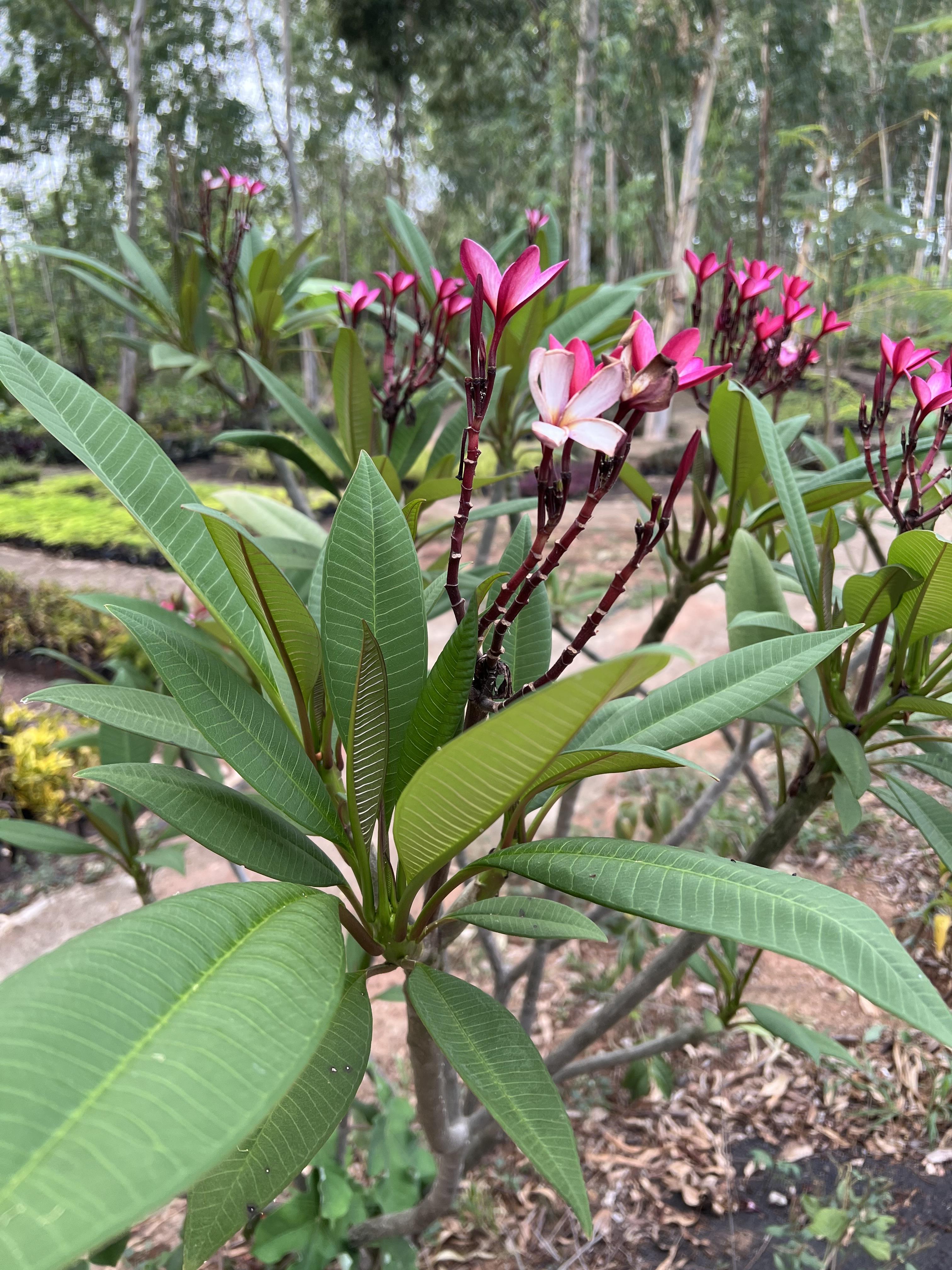 กิ่งดอกลีลาวดี หลากสี Plumeria