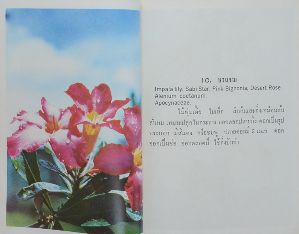 FLOWER NATURE SERIES No. 02