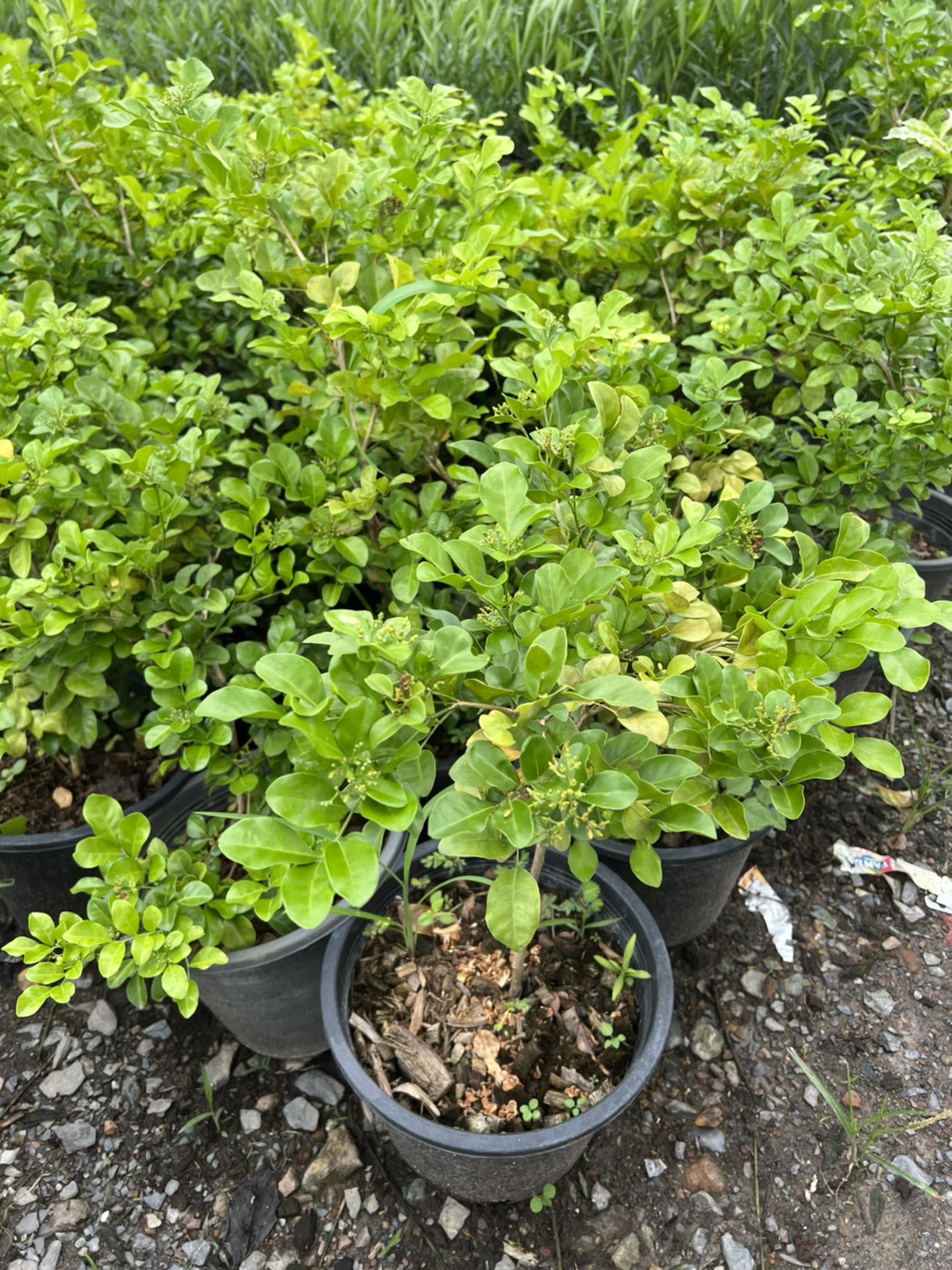 แก้ว Andaman satinwood