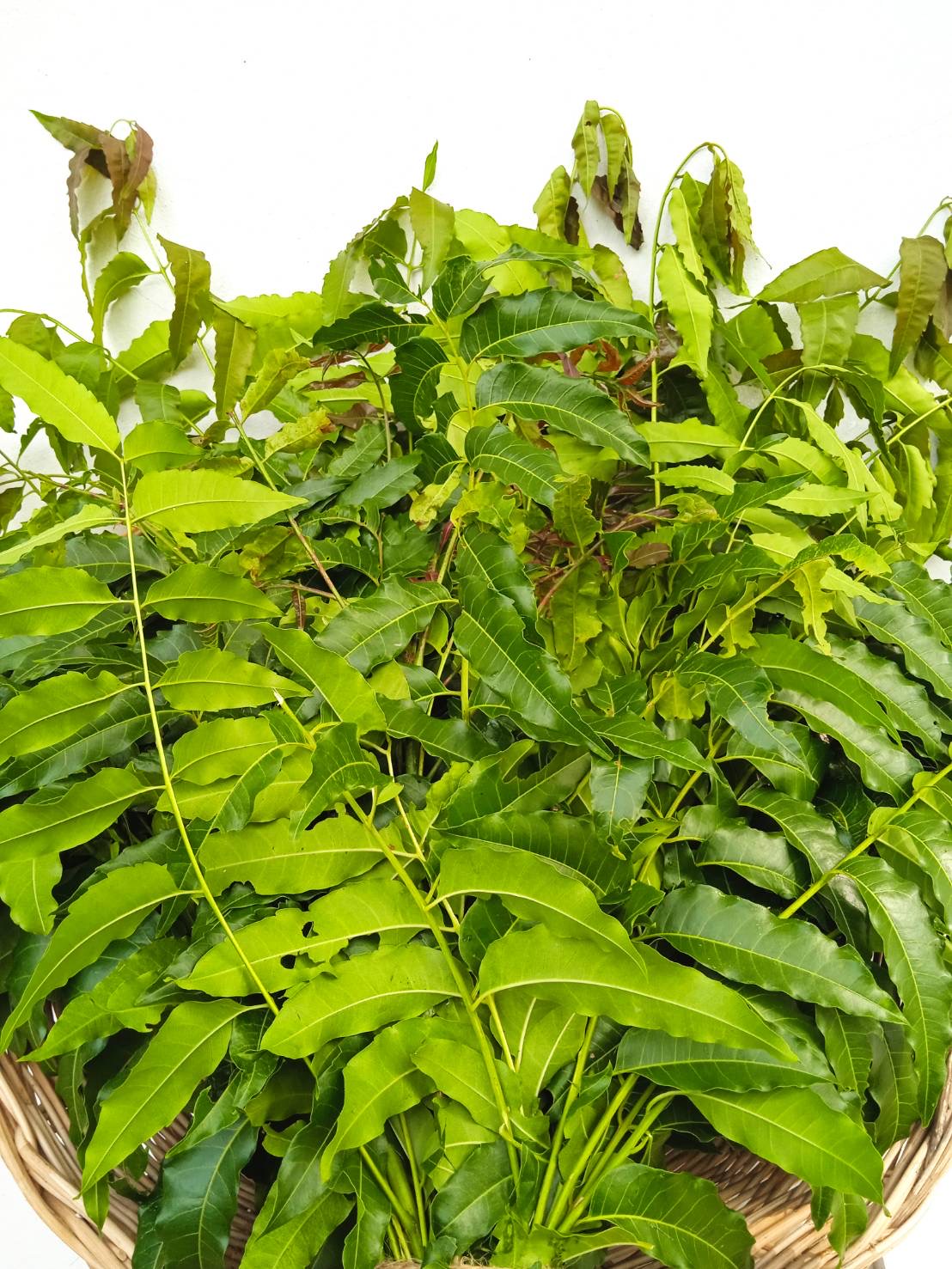 ใบสะเดา Siamese Neem Tree