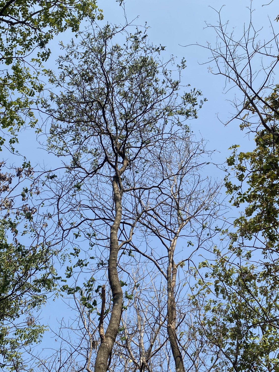 ต้นสาธร Millettia leucantha Kurz